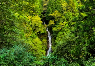 森林 写真